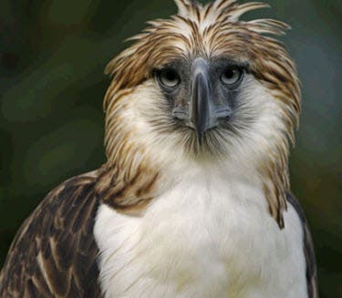 Philippine Eagle Shot Dead In Southern Mindanao 