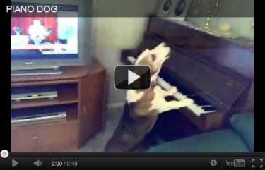 a dog singing