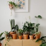 pexels-cottonbro-9707248