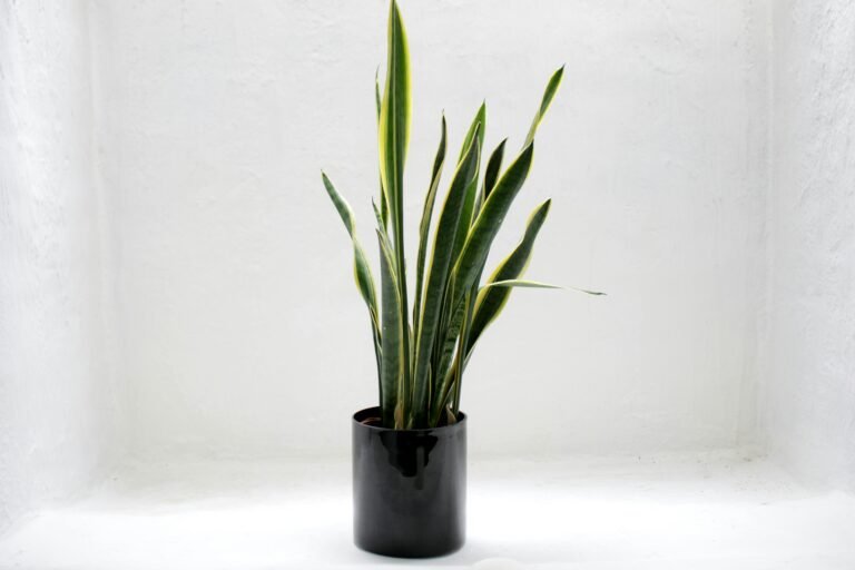 How to Take Care of Snake Plants