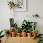 pexels-cottonbro-9707248 (1)